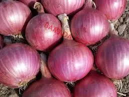 OIGNON MALI PETIT/KG