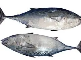 TON G 20KG