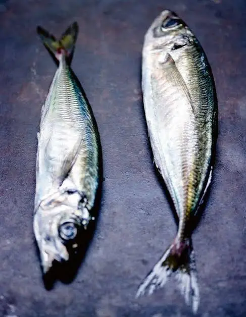 CHACHAR M SENEGAL 14KG