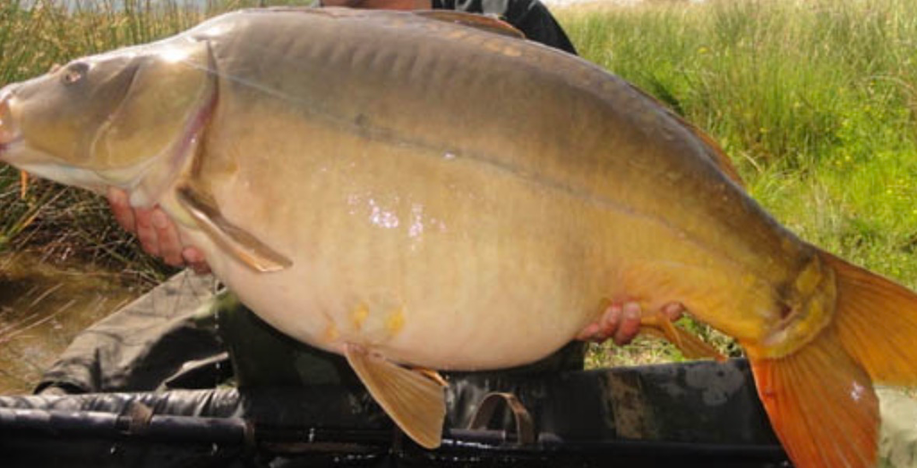 CARP G 20KG