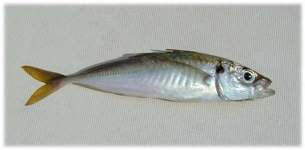 CHACHAR S 20KG