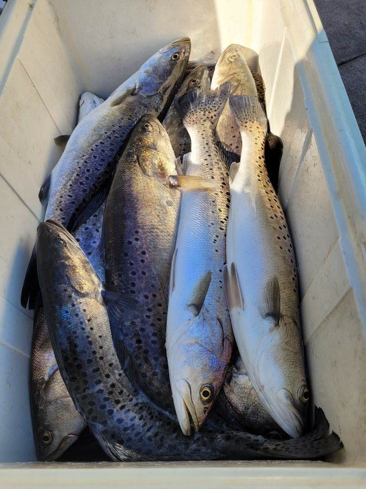 BAYLA POISSON 20KG