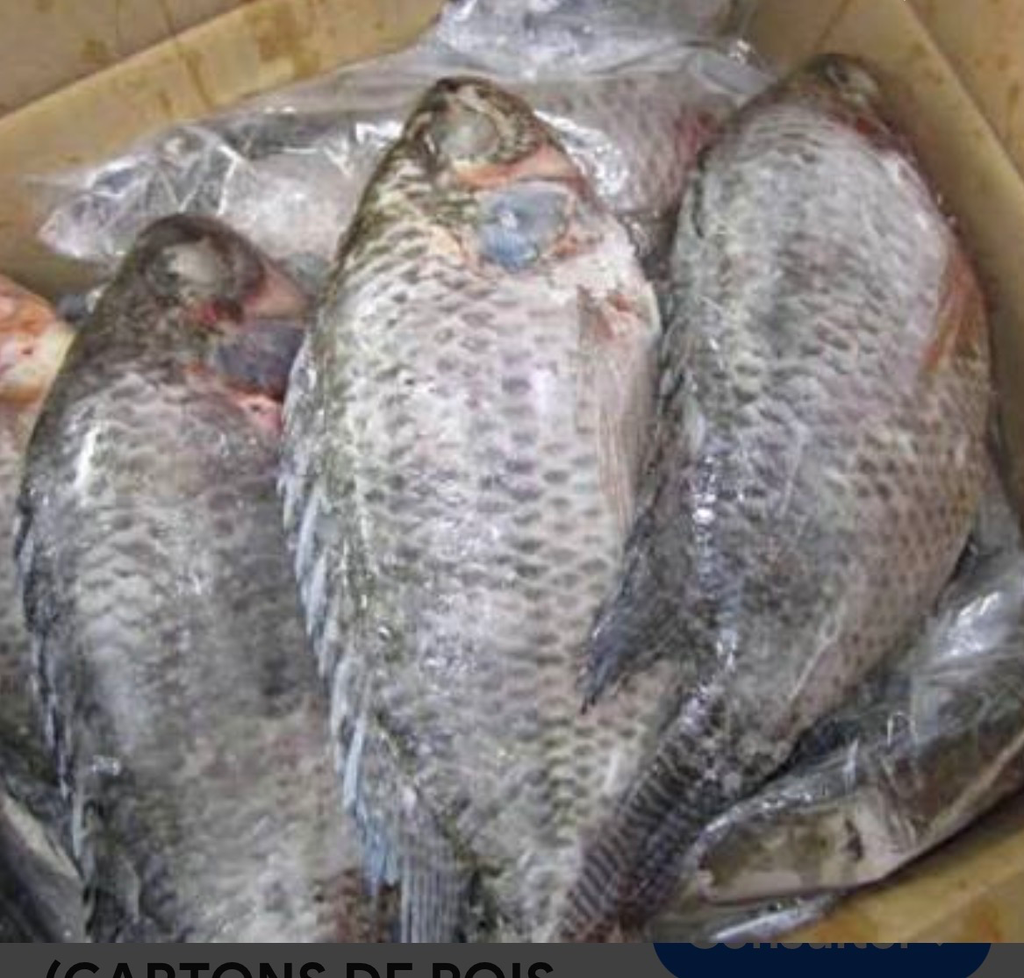 CARP G EN GLACE 10KG