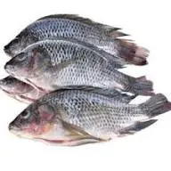 CARP P 10KG