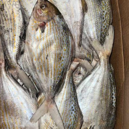 BURO G MAURITANI 20KG