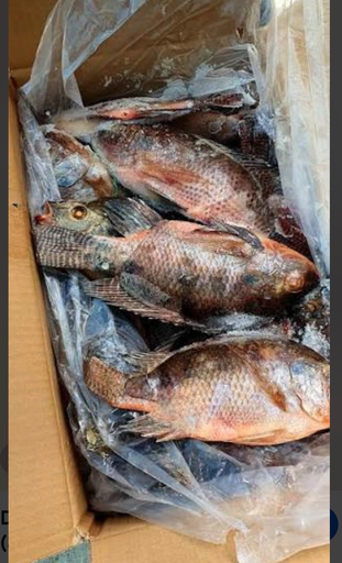 CARP G 10KG