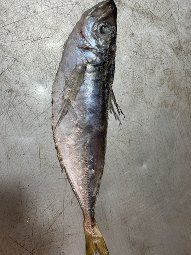 CHACHAR M BLANC MAROC 20KG