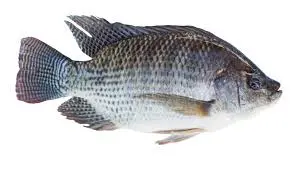 CARP G SANS GLACE 10KG