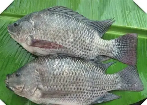 CARP M 10KG